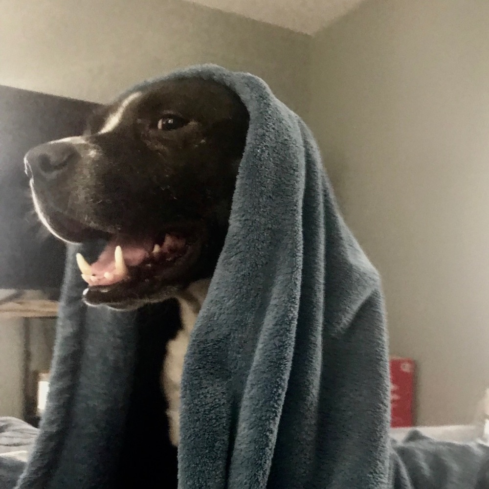 Meet your Posher, Frank